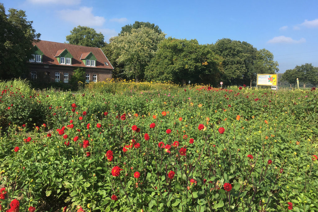 Eytjehof Blumen