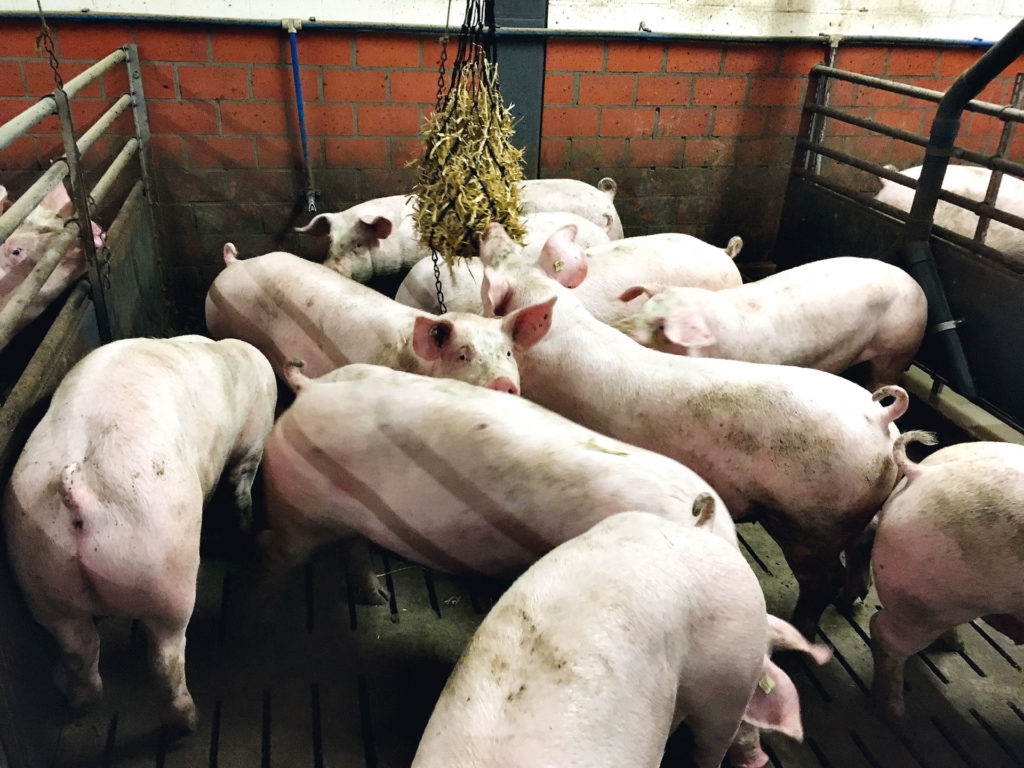Schweine stroh