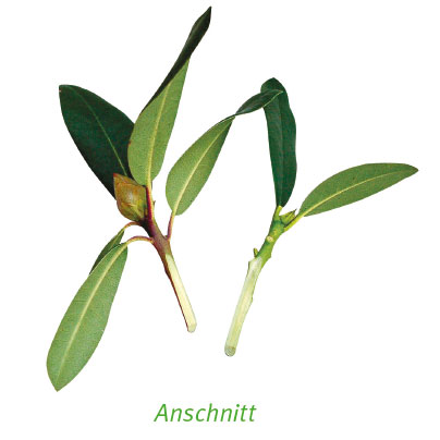 Pflanze anschnitt