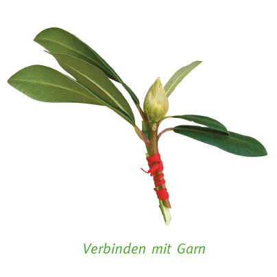 Pflanze Verbindung