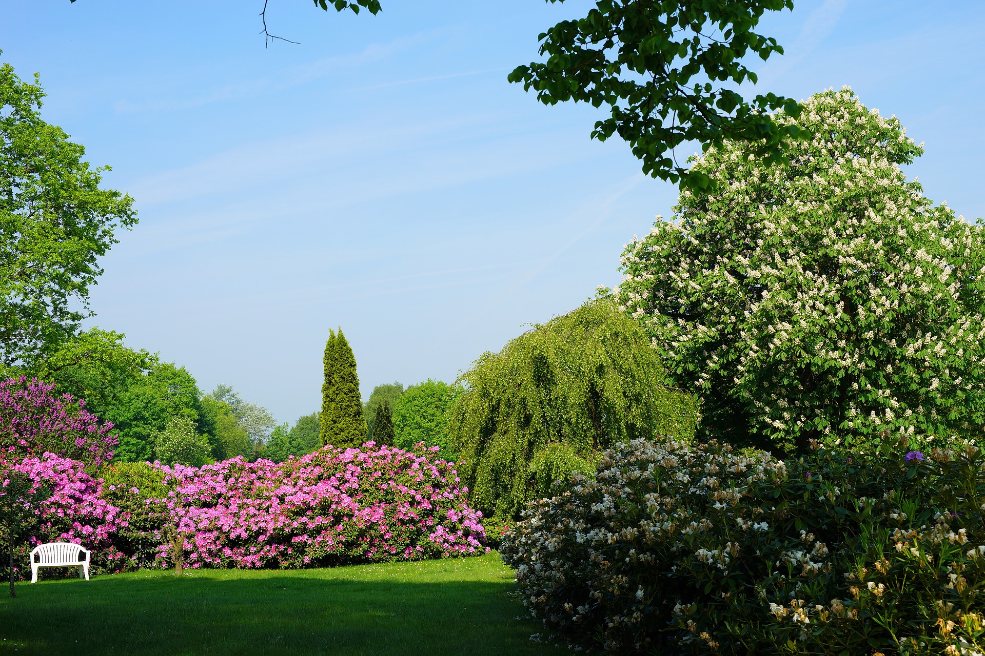 alte rhododendron Rhododendron 'Hydon Velvet' Weiß-Rosa kaufen